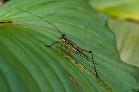 Tiny insect perches on broad green leaf Stock Photos