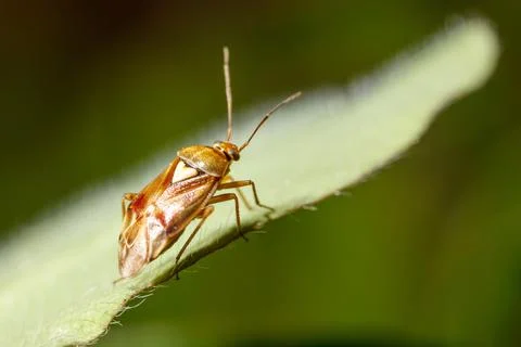Tiny insect perches delicately on green leaf Stock Photos
