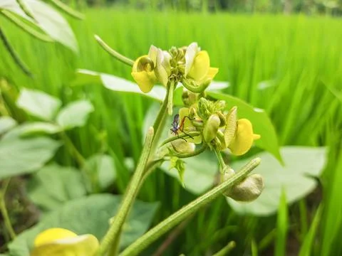 Tiny insect perches delicately upon bright yellow wild blossom in field Stock Photos