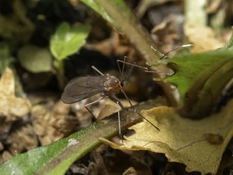 Tiny insect perches on fallen leaf Stock Photos