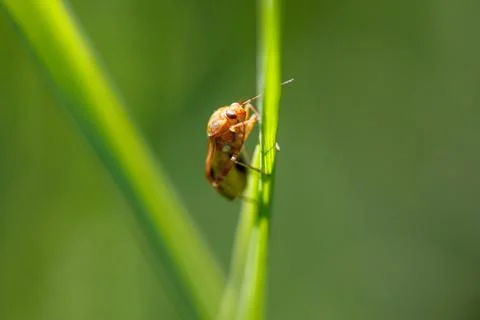 Tiny insect perches on slender green blade Stock Photos