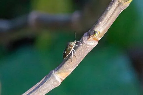 Tiny insect perches on slender plant branch Stock Photos
