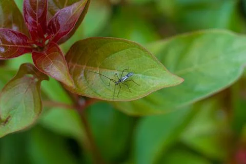 Tiny insect perches on vibrant green leaf Stock Photos