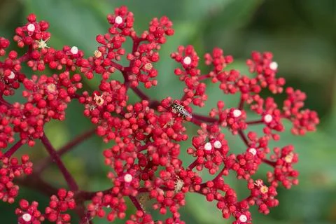 Tiny insect perches on vibrant red berries Stock Photos