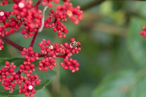 Tiny insect perches on vibrant red berry cluster Stock Photos
