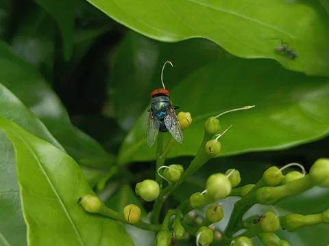 Tiny insect with red head on green leaves Stock Photos