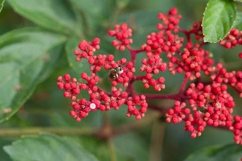 Tiny insect rests on bright red berry cluster Stock Photos