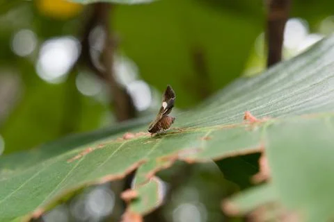 Tiny insect rests on a green leaf Stock Photos