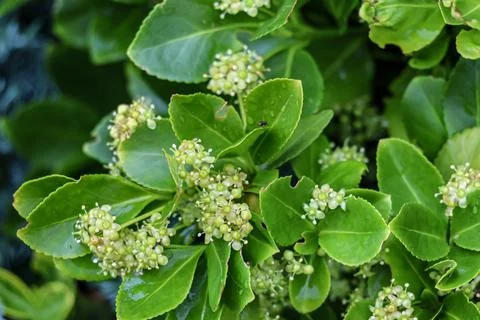 Tiny insect rests on lush green leaves with small white flower buds Fotos de archivo