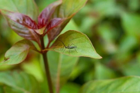 Tiny insect rests on vibrant green leaf Stock Photos