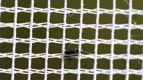 Tiny insect sitting on a window insect net, macro detail shot Stock Footage 94145737