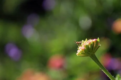 Tiny Insect Standing On A Flower Ready To Pounce Stock Photos