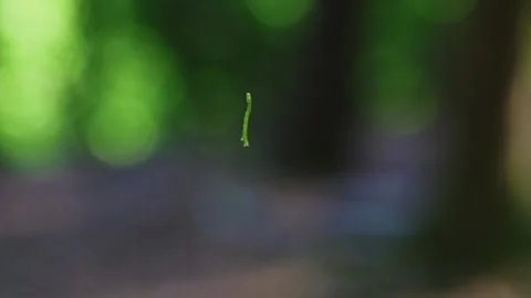 A tiny insect suspended in midair inside a peaceful forest, surrounded by soft Stock Footage 335475337