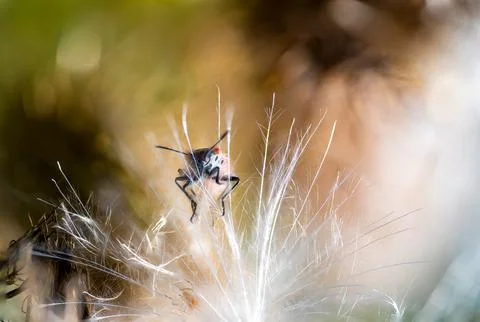 Tiny Insect on Thistle Seed Head Macro Soft Bokeh Nature Detail Stock Photos