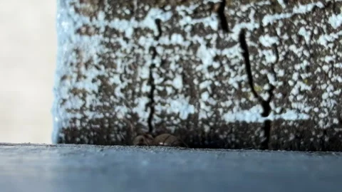 Tiny insect traversing rough wooden ledge detail Stock Footage 331882978