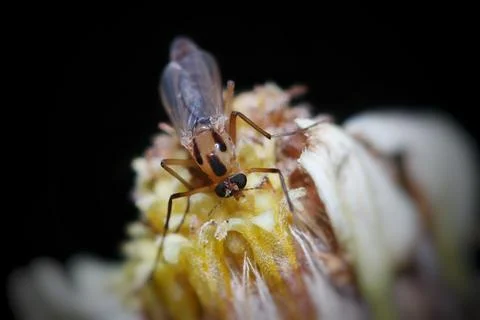 A tiny insect on a Tridax Daisy. Stock Photos