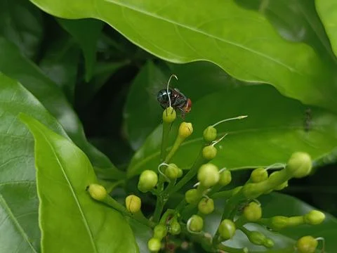 Tiny insect visits small yellow flower buds among lush green leaves close u.. Stock Photos