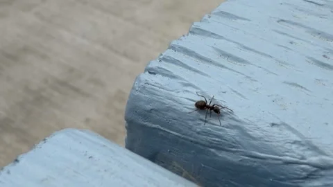 Tiny insect walking across blue plank close up Stock Footage 331882918