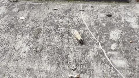 Tiny insect walking on concrete ground detail Stockbeeldmateriaal 335540931