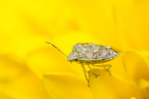 Tiny insect on a yellow flower 스톡 사진