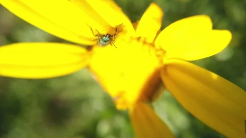 Tiny Insect on Yellow Wildflower in Macro View Видео 332997595