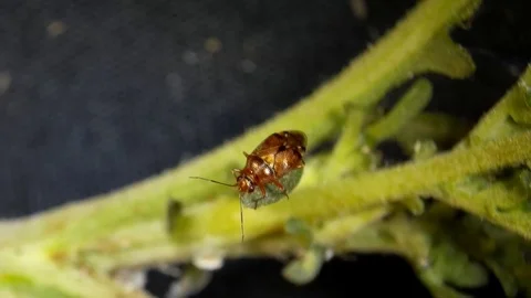 A tiny insects clean itself and then relaxes on a twig under the microscope Stock Footage 80295188