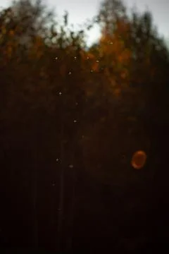 Tiny Insects Floating in Golden Evening Light Stock Photos