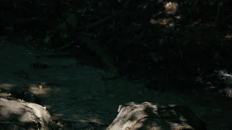 Tiny insects fly above a stream in dappled shade. 4K locked tripod Stock Footage 205346199