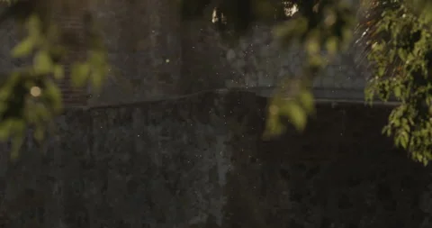 Tiny insects flying in circles in sunset backlight Video stock 149316037