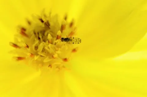 Tiny insects forage on yellow pollen Stock Photos