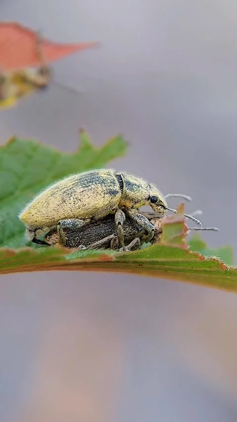 Tiny Insects Mating: Intimate Moments in the World of Premium 4K Bokeh Macro Vídeos de archivo 319340235