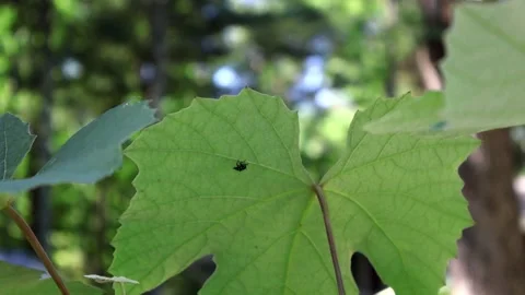Tiny Intruder: Spotted Lanternfly Nymph on Grape Leaf Stock Footage 277236067