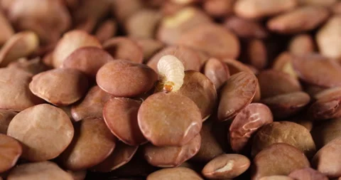 Tiny Intruders Stock Footage 246399433