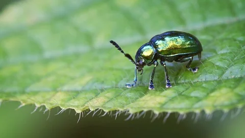 Tiny, Irridescent Dogbane Beetle in Extreme Closeup. 4k footage Vidéo 77572736