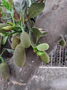 Tiny jackfruit fruits and jackfruit leaves in a jackfruit tree Stock Photos