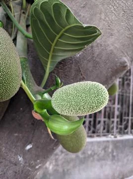 Tiny jackfruit fruits and jackfruit leaves in a jackfruit tree Stock Photos