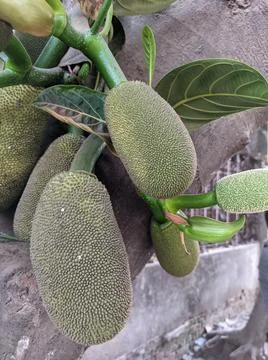 Tiny jackfruit fruits and jackfruit leaves in a jackfruit tree Stock Photos