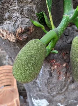 Tiny jackfruit fruits and jackfruit leaves in a jackfruit tree Stock Photos