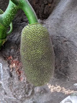 Tiny jackfruit fruits and jackfruit leaves in a jackfruit tree Stock Photos