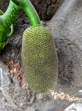 Tiny jackfruit fruits and jackfruit leaves in a jackfruit tree Stock Photos