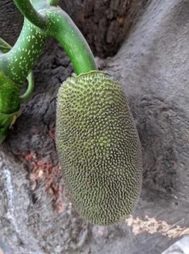 Tiny jackfruit fruits and jackfruit leaves in a jackfruit tree Stock Photos