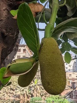 Tiny jackfruit fruits and jackfruit leaves in a jackfruit tree Stock Photos