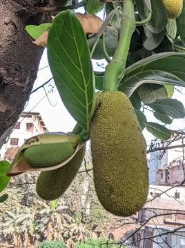 Tiny jackfruit fruits and jackfruit leaves in a jackfruit tree Stock Photos