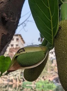Tiny jackfruit fruits and jackfruit leaves in a jackfruit tree Stock Photos