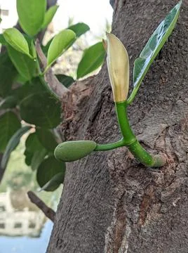 Tiny jackfruit fruits and jackfruit leaves in a jackfruit tree Stock Photos