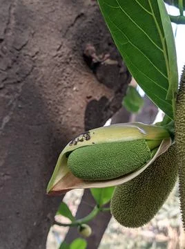 Tiny jackfruit fruits and jackfruit leaves in a jackfruit tree Stock Photos