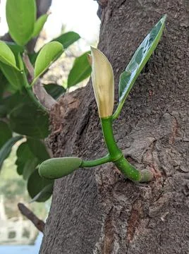 Tiny jackfruit fruits and jackfruit leaves in a jackfruit tree Stock Photos