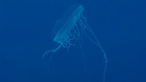 Tiny jelly fish in coral of Red sea Sudan Sanganeb Video stock 87647581