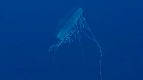 Tiny jelly fish in coral of Red sea Sudan Sanganeb Stock Footage 87954540