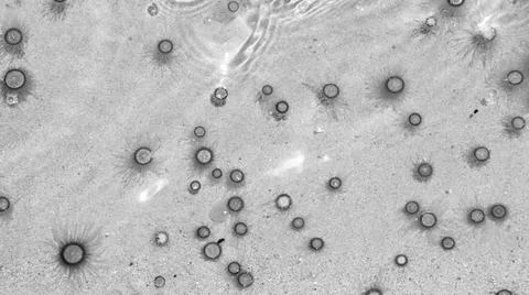 Tiny jelly fish, floating in the water, Balck and White Stock Photos